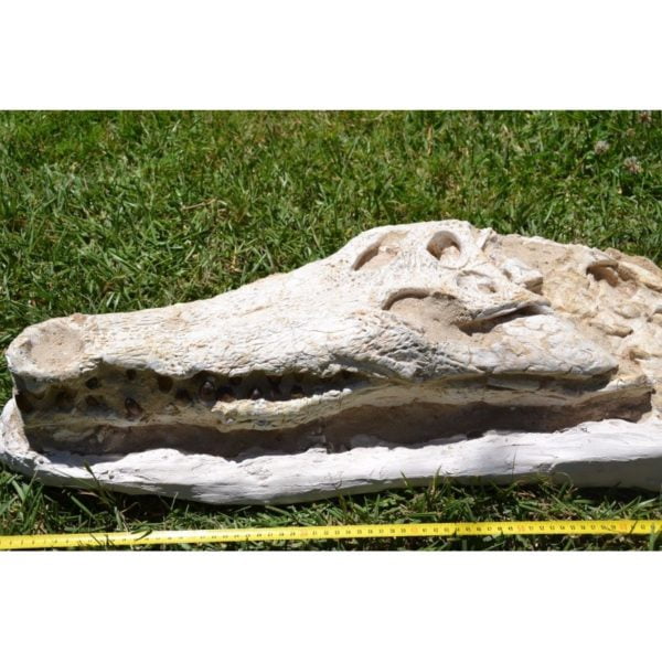 Cráneo fósil de MAROCOSUCHUS ZENNAROI