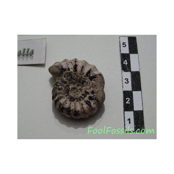 Ammonites fósil Beaniceras. Ref: AM-1195
