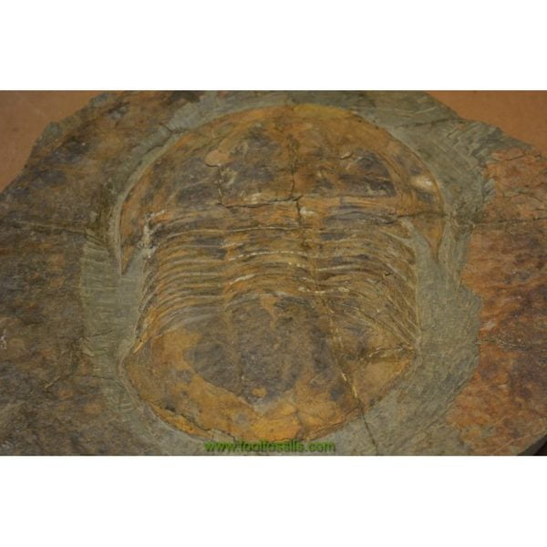 Fósil de trilobites Asaphus Fezouataensis. Ref: TR-1092