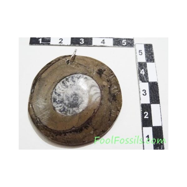 Colgante de Ammonites. Ref: DC1096.