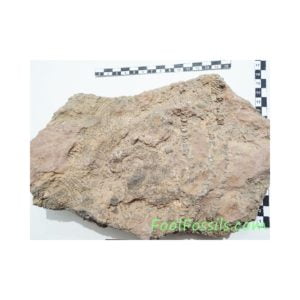 Crinoideo fósil Scyphocrinites Elegans. Ref: CR-1018
