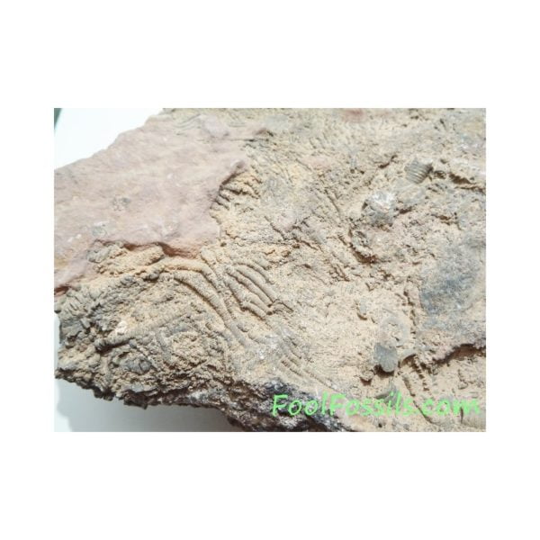 Crinoideo fósil Scyphocrinites Elegans. Ref: CR-1018