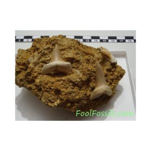 Dientes de tiburón fósiles Macrorhizodus Praecursor. Ref: PC-1063