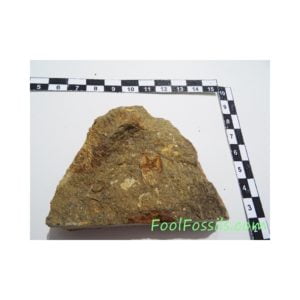 Fósil de trilobites Eudolatites y equinodermo Spinadiscus Lefebvrei