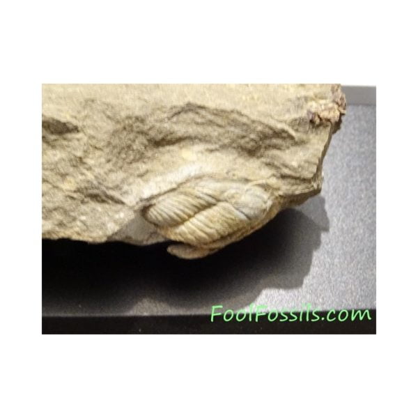 Fósil de trilobites Diademaproetus Holzapfeli