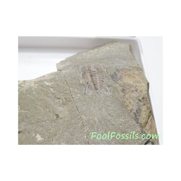 Fósil de trilobites Lehua Sp. Ref: TR-1141