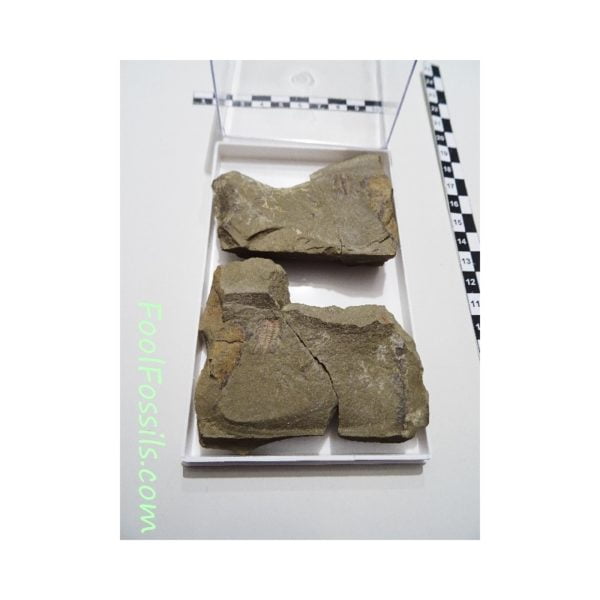 Fósil de trilobites Lehua Sp. Ref: TR-1141